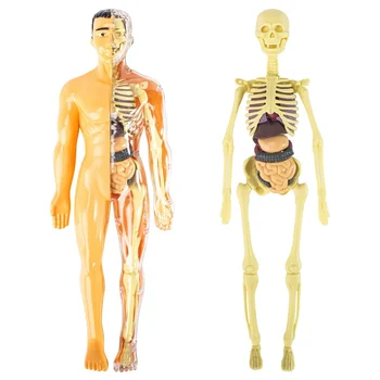 3D-s Emberi Test Anatómiai Modell Gyermekek Műanyag DIY Csontváz Játék Tudomány Korai Tanulási Segédeszközök Oktatási Játékok