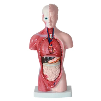 Anatómia, Anatómiai Belső Szervek Összeszerelés Modell 11 Inch Diák A Tanítás Tanulmány